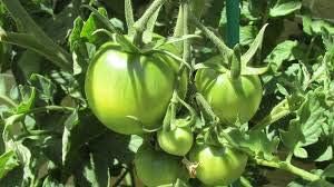 Tomato Seeds for Planting, Dark Green, 100 pcs